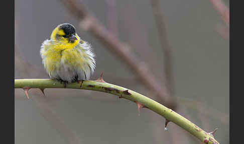 Erlenzeisig (Carduelis spinus)