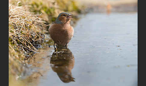 Buchfink (Fringilla coelebs)