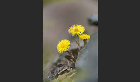 Huflattich (Tussilago farfara)