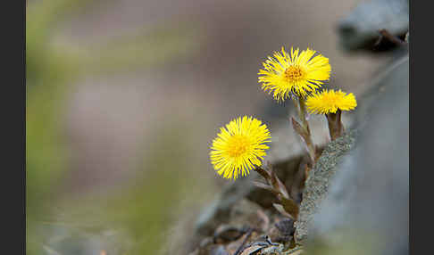 Huflattich (Tussilago farfara)