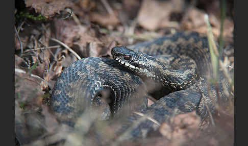 Kreuzotter (Vipera berus)