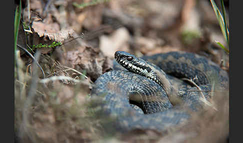 Kreuzotter (Vipera berus)