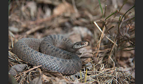 Kreuzotter (Vipera berus)