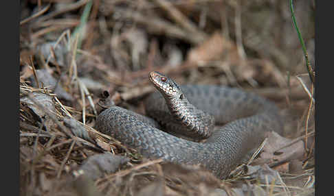 Kreuzotter (Vipera berus)