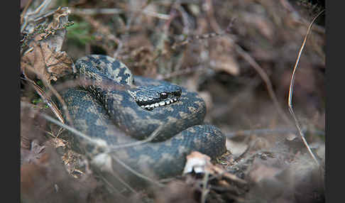 Kreuzotter (Vipera berus)