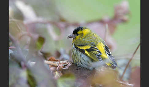 Erlenzeisig (Carduelis spinus)