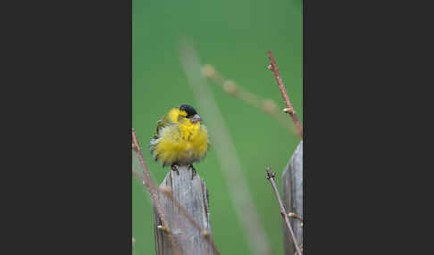 Erlenzeisig (Carduelis spinus)