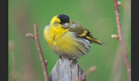 Erlenzeisig (Carduelis spinus)