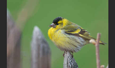 Erlenzeisig (Carduelis spinus)