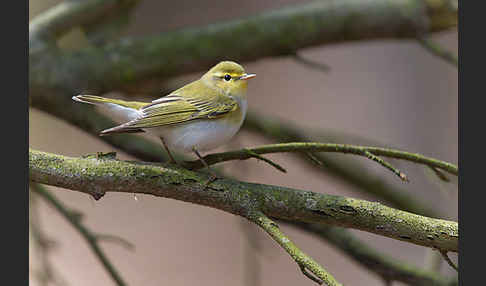 Waldlaubsänger (Phylloscopus sibilatrix)