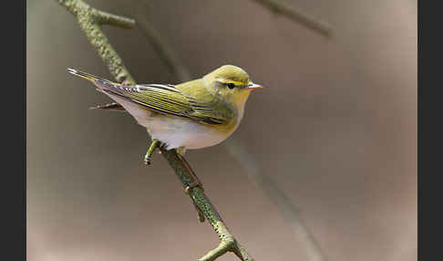 Waldlaubsänger (Phylloscopus sibilatrix)