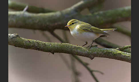 Waldlaubsänger (Phylloscopus sibilatrix)