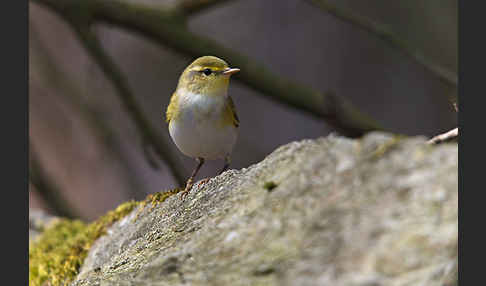 Waldlaubsänger (Phylloscopus sibilatrix)