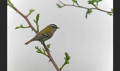 Sommergoldhähnchen (Regulus ignicapillus)