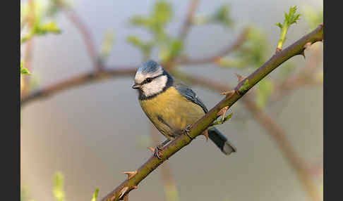 Blaumeise (Parus caeruleus)