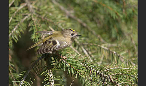 Wintergoldhähnchen (Regulus regulus)