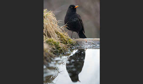 Amsel (Turdus merula)