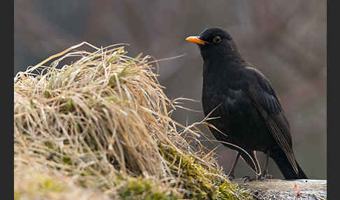 Amsel (Turdus merula)