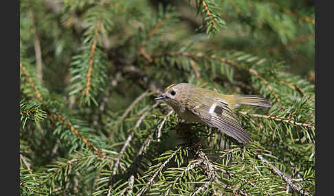 Wintergoldhähnchen (Regulus regulus)