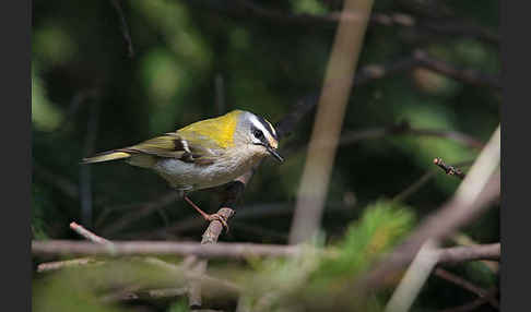 Sommergoldhähnchen (Regulus ignicapillus)