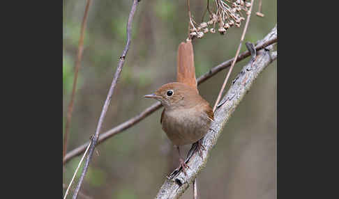 Nachtigall (Luscinia megarhynchos)