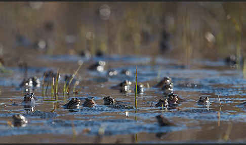 Grasfrosch (Rana temporaria)