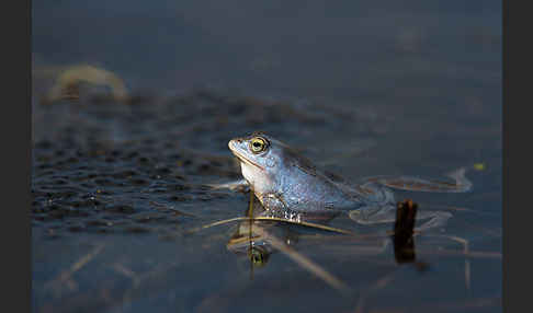 Moorfrosch (Rana arvalis)