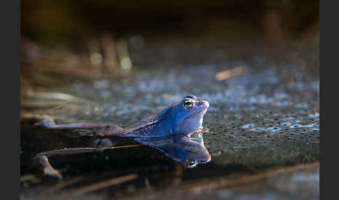 Moorfrosch (Rana arvalis)