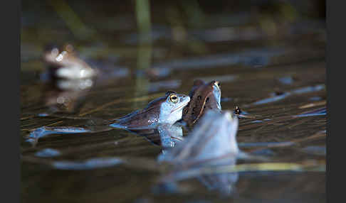 Moorfrosch (Rana arvalis)