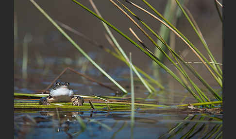 Moorfrosch (Rana arvalis)