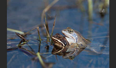 Moorfrosch (Rana arvalis)