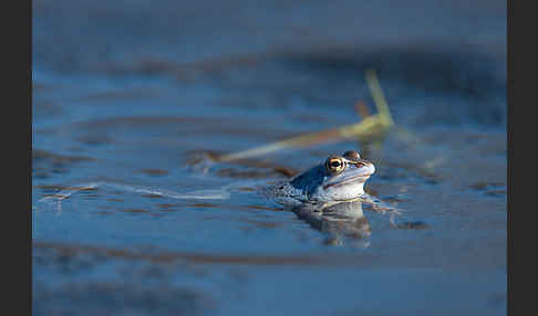 Moorfrosch (Rana arvalis)