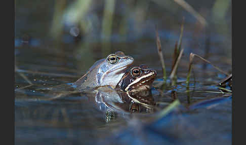 Moorfrosch (Rana arvalis)