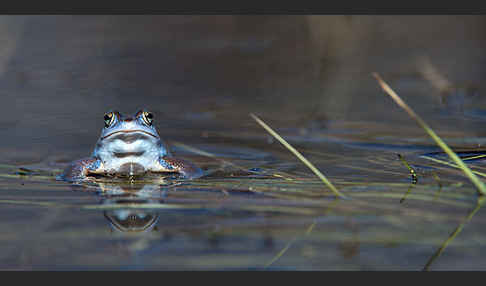 Moorfrosch (Rana arvalis)