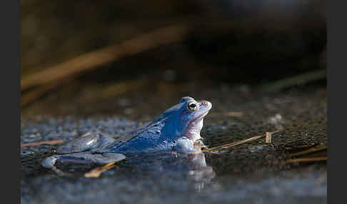 Moorfrosch (Rana arvalis)