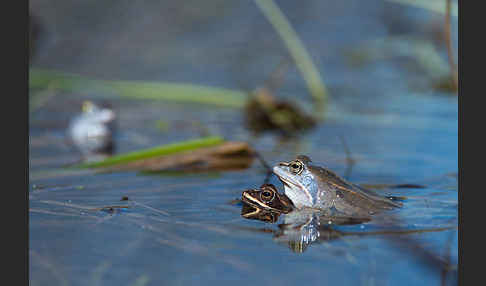 Moorfrosch (Rana arvalis)