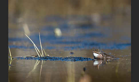 Grasfrosch (Rana temporaria)