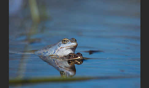 Moorfrosch (Rana arvalis)