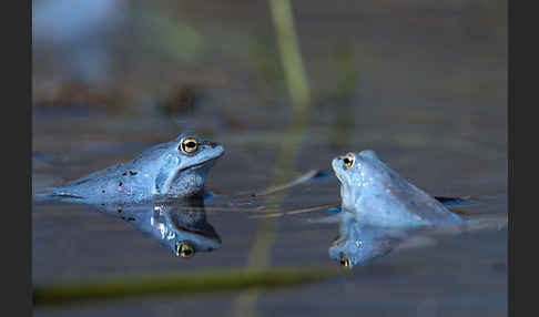 Moorfrosch (Rana arvalis)