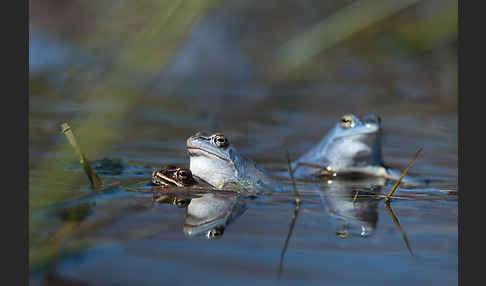 Moorfrosch (Rana arvalis)