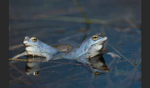 Moorfrosch (Rana arvalis)