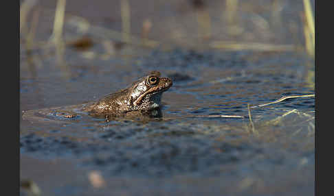 Grasfrosch (Rana temporaria)