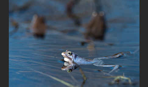 Moorfrosch (Rana arvalis)