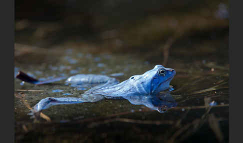 Moorfrosch (Rana arvalis)