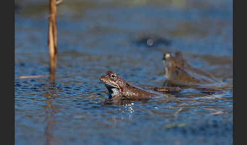 Grasfrosch (Rana temporaria)