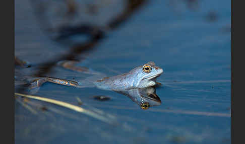 Moorfrosch (Rana arvalis)