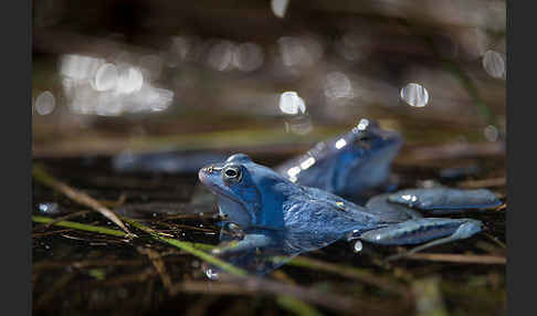 Moorfrosch (Rana arvalis)