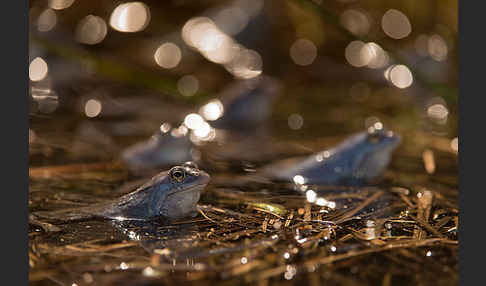 Moorfrosch (Rana arvalis)