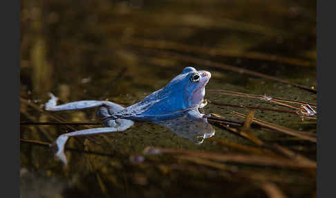 Moorfrosch (Rana arvalis)