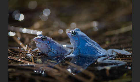 Moorfrosch (Rana arvalis)